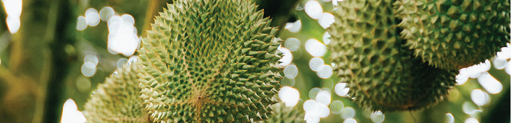 Durian